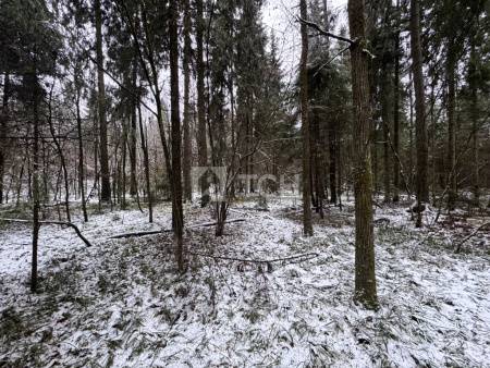 Земельный участок, г.о. Пушкинский, деревня Могильцы, #id1982786