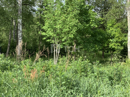 Земельный участок, Дмитровский г.о., коттеджный посёлок Медовое, улица Братьев Политовых, #id1229032