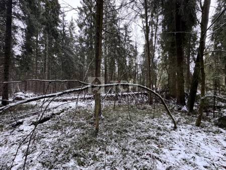 Земельный участок, г.о. Пушкинский, деревня Могильцы, #id1982786