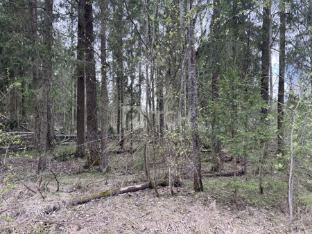 Земельный участок, г.о. Пушкинский, деревня Могильцы, #id1582164