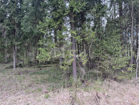 Земельный участок, г.о. Пушкинский, деревня Могильцы, #id1582164