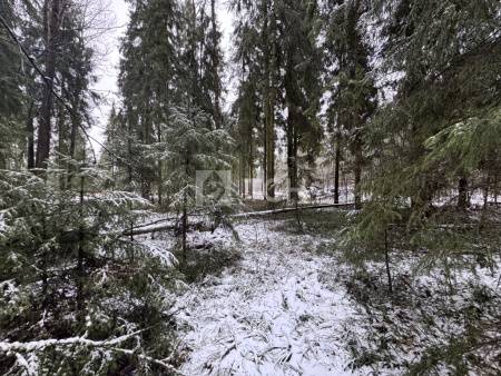 Земельный участок, г.о. Пушкинский, деревня Могильцы, #id1982786