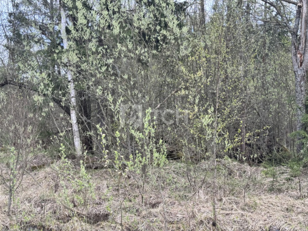 Земельный участок, г.о. Пушкинский, деревня Могильцы, #id1582164