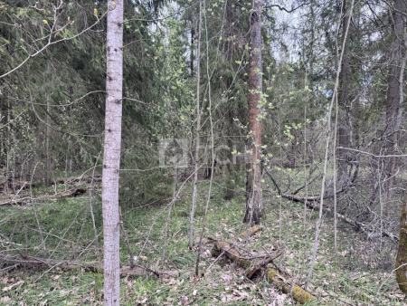 Земельный участок, г.о. Пушкинский, деревня Могильцы, #id1582164