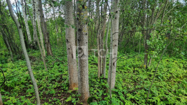 Земельный участок, г.о. Пушкинский, посёлок Лесные Поляны, #id1729035