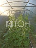 Дом, Лосино-Петровский #id303944