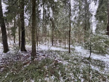 Земельный участок, г.о. Пушкинский, деревня Могильцы, #id1982786