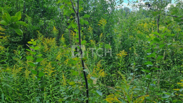 Земельный участок, г.о. Пушкинский, посёлок Лесные Поляны, #id1729035