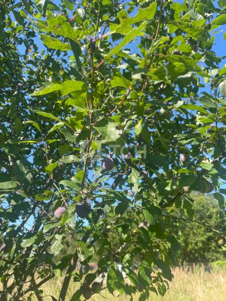 Дом, г.о. Пушкинский, деревня Бортнево, #id1743229