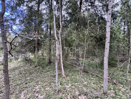 Земельный участок, г.о. Пушкинский, деревня Могильцы, #id1582164