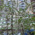 1-комн. Квартира, деревня Путилково, Новотушинская улица, 6, #id729092